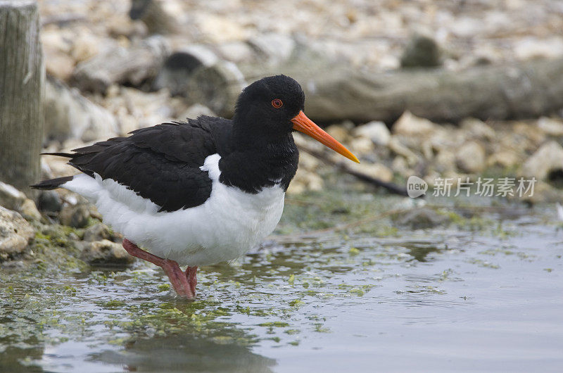 捕牡蛎者(oematopus ostralegus)